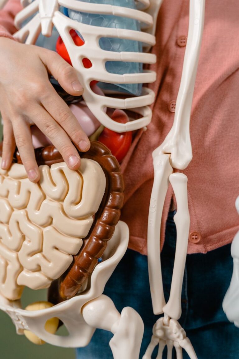 A child interacts with a detailed anatomical skeleton model, showcasing the brain and digestive system.